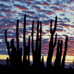 Western Hero poem with Desert Organ Pipes cactus