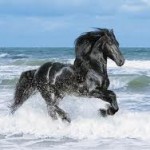 Western book series: Tres Vientos, Stuart Brannon's horse, running wild on beach