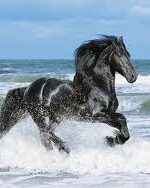 Tres Vientos, Stuart Brannon's horse, running wild on beach