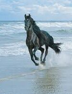 horse black at sea