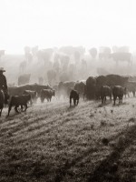 Lead man in cattle drives sometimes ate prairie dust