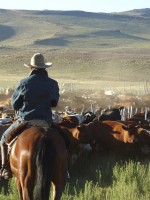 Lead Man for cattle drives