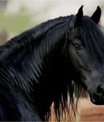 Black horse Johnny Poe