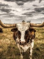 Longhorn cattle image