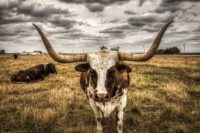 Longhorn cattle image