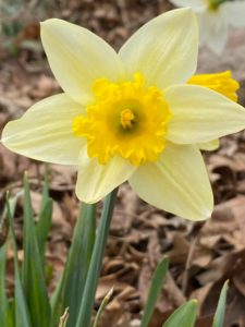 Daffodil Forgiveness Flower