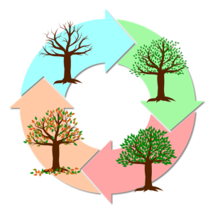 Seasons of Trees Circle
