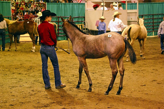 Montana horse auction