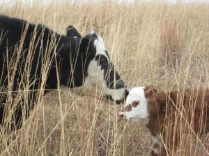 Cow Mama & Calf