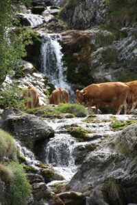 Cows, stream, and waterfall