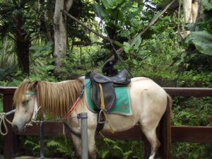 Horse with Saddle Blanket