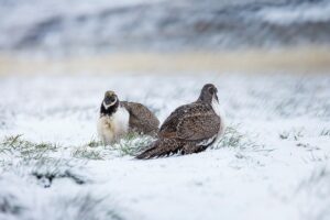 Sage hens or grouse in snow
